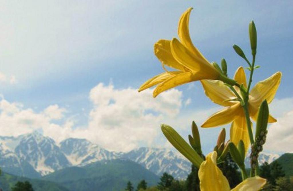 Pension Blue Hakuba Kültér fotó